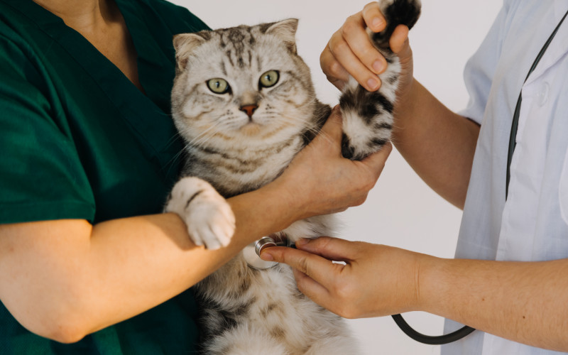 biotechnum-Nueva línea de Diagnóstico Veterinario